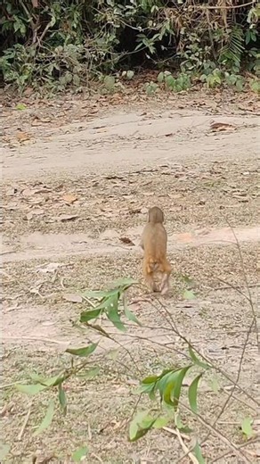 Small monkey funny walking 🤣🐒 #monkeyfun #smallmonkey