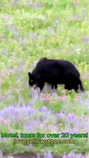 Grizzly Bear Enjoys Yellowstone's Spring Flowers #wildlife