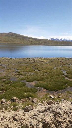 🦢 THE GOOSE OF THE INCAS 🤩 The famous Andean geese at Sibinacocha Lagoon