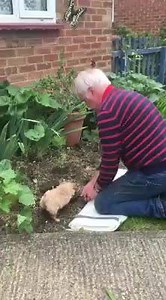 46K views · 1K reactions | A Cockapoo puppy, Helps his owner dig the garden #nevernotcute | Greatest Hits Radio South Coast | Facebook