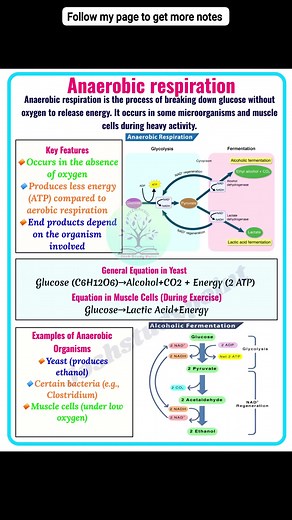 58K views · 589 reactions | Anaerobic Respiration – Energy Without Oxygen! Anaerobic respiration is a type of respiration that occurs without oxygen, producing less energy but helping organisms survive in low-oxygen conditions. Perfect for Class 10–12, NEET, and competitive exams! #AnaerobicRespiration #RespirationNotes #BiologyNotes #CellRespiration #Fermentation #Glycolysis #Class10Biology #Class12Biology #NEETBiology | Josh Study point | Facebook