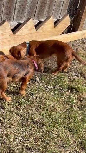 Are you going for worms #wrigleywednesdays #milliemondays