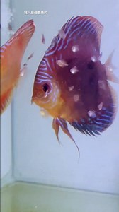 Alenquer discus fish with frost – Pure Aquatic Joy! | The daily life of an Alenquer discus fish w...