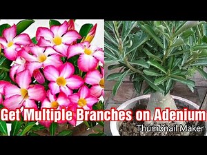 How to get Multiple Branches on Adenium Plant // Adenium Plant Pruning