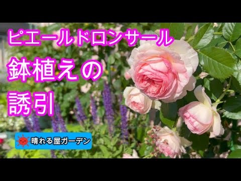 鉢植えピエールの誘引