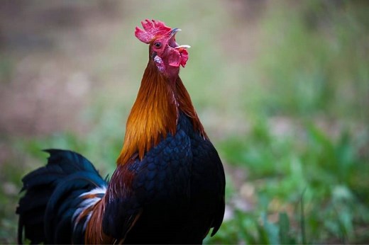 Roosters Crowing: Everything you Should Know – ChickensLife