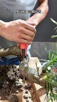 Learn to make bonsai, large transformation of Podocarpus shaping and pruning