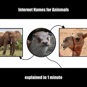 14K views · 66 reactions | This just in! If you plan on going to the zoo this guide to animals will keep you from looking like a jack ass. Sumbission by: Lucidchart | Funny Videos | Facebook