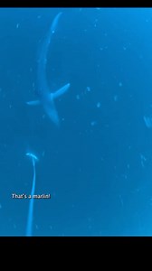 11K views · 1.3K reactions | Marlin eats lure LIVE on underwater camera! We went out with @dying_breed_sportfishing to test out the prototype RV1 Live Feed fishing combo and caught this incredible moment on camera. #fishing #fisherman #tuna #tunafishing #capecod #floridafishing #deepseafishing | ReelView Fishing | Facebook