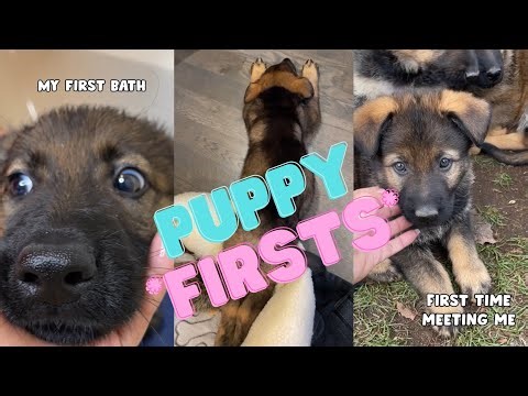 German Shepherd Puppy Experiences Many 'Firsts'