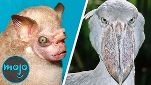 Top 10 Scariest Real Life Creatures You've Never Heard Of