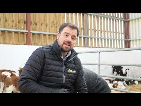 Castrating Bulls