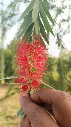 Callistemon | Bottlebrush tree | Flowering tree