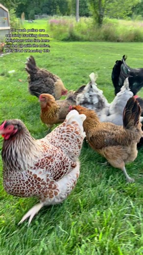 Noisy Rooster Causing Neighbor Troubles!