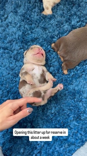 Tanya’s Healthy And Adorable Frenchie Puppies For Adoption on Reels