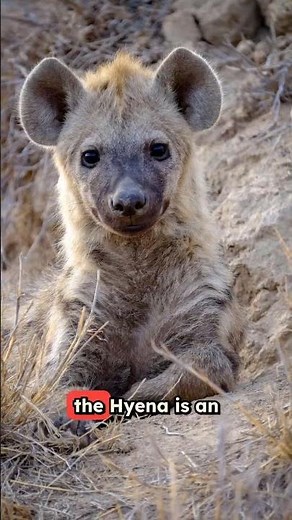 Hyena vs Wild Dog: Battle for the Savanna 🦴🐕