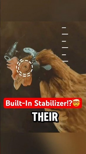 The Secret Behind a Chicken's Super Steady Head!