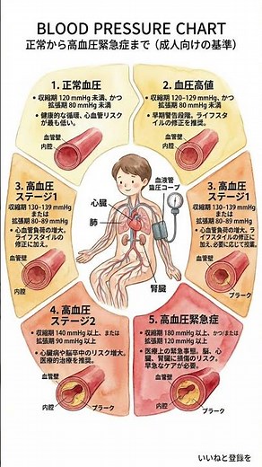 あなたの血管は大丈夫？血圧の5つの分類と「緊急サイン」の見極め方｜脳・心臓を守るための血圧マネジメント完全ガイド