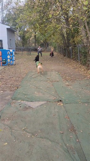 They tried the relay race but enjoyed running with the rope much better. | Happy Tails