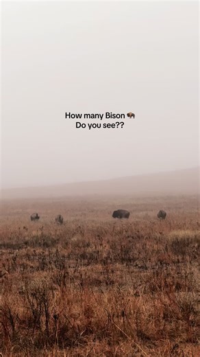 Wild Bison 🦬 #bison #thedodo #wildlife #fyp
