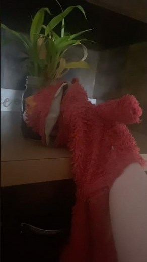 elmo world dorothy bounce question
