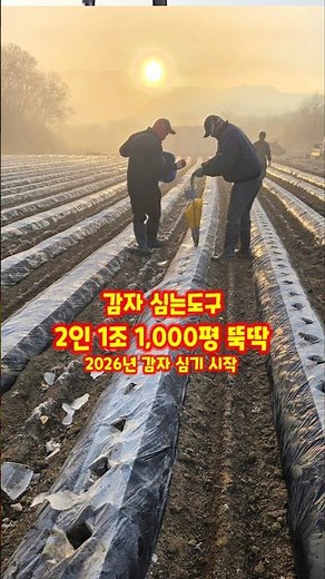 감자 심는시기 방법' 도구 집게 파종기 수미감자 감물감자 괴산감자 풀뿌리농장 농튜브 #shorts