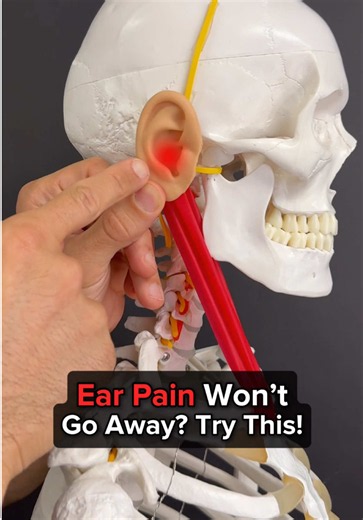 🔥 Ear pain, but your ear doctor says everything looks normal? The problem might actually be coming from your JAW or NECK! Your ear shares sensory nerve pathways with your jaw and upper neck, meaning irritation in one area can sometimes cause pain that feels like it's coming directly from your ear. 💡 Here's what's happening: ⚡ Upper ear pain → Auriculotemporal nerve This nerve branches from the trigeminal nerve near your jaw and provides sensation around the TMJ, upper ear, and temple. Irritati