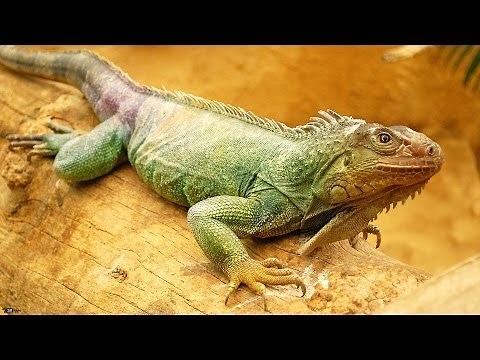 Green Iguana Iguana iguana Игуана