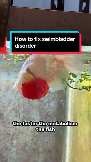 This is how you fix a floating goldfish / swim bladder disorder 9/10 times. I’ve dealt with this dozens of times it’s the most common problem in fancy goldfish and it’s almost always a gut related issue. If this doesn’t work you may need to use epsom salts to or even a medicated feed because it could be an infection issue. ##swimbladderdisorder##floatinggoldfish##fish##goldfish