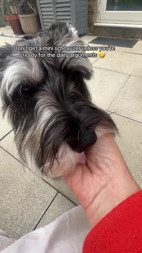Understanding Mini Schnauzer Behavior and Care