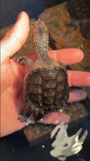 My snapping turtles grew up