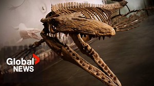 Massive “T-Rex of the deep” fossil discovered in southern Manitoba - The Global Herald