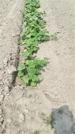 Cucumber Farming Journey: Day 7 Insights