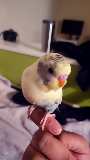 Baby parrot loves kawai sprite music