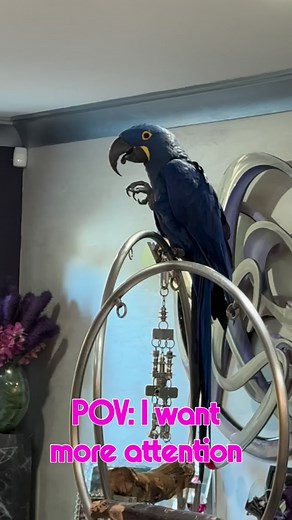 POV: Hello! 👋 I love his funny faces 😝 | parrotsrus
