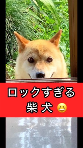 柴犬コロとA君の平凡な日常 on Instagram: "柴犬コロ ロック過ぎる柴犬😎 #柴犬コロ #おもしろ #かわいい #おすすめ #ロック過ぎる柴犬 #shibainu #dog"