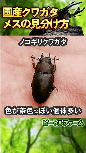 How to distinguish between female and male Japanese stag beetles!