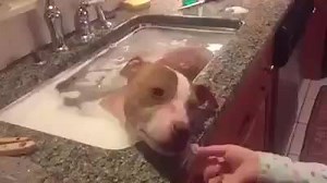 VIDEO. Este Pit Bull que fue abandonado, recibe su primer baño de agua caliente. Su cara lo dice todo... | My Dog & friends