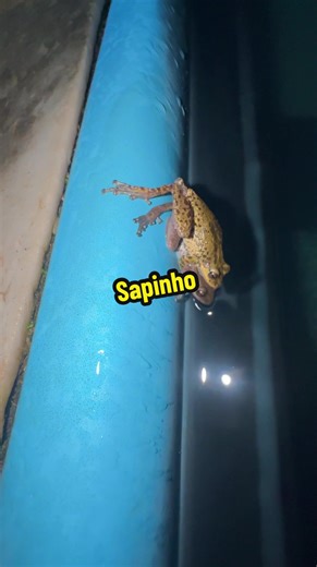 O Sapo na Minha Piscina: Humor e Animais