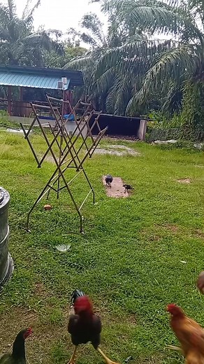 Feeding mother hens and chicks in an open space #Chicks #livestock | Peternak Desa