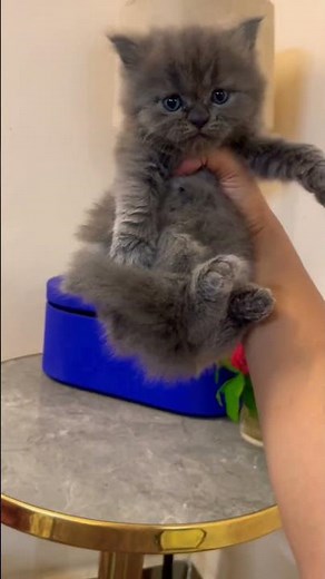 Cute grey persian cat |8446853378