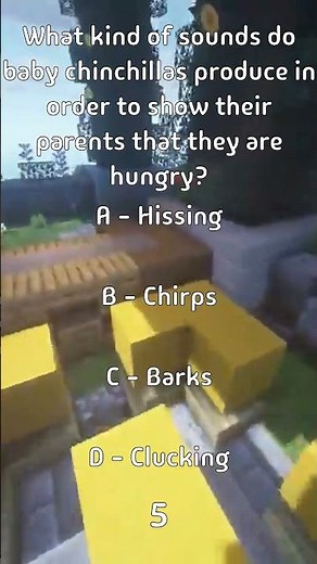 What kind of sounds do baby chinchillas produce in order to show their parents that...