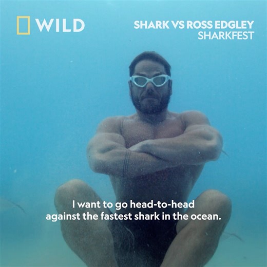 70K views · 558 reactions | Can a human swim as fast as a shark?...