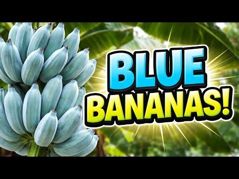 One of the rarest bananas in the world