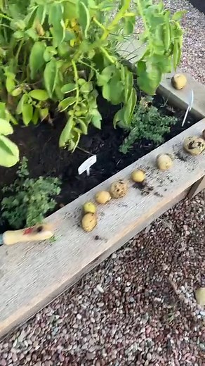 214K views · 2K reactions | What’s taters, Precious? | The Pioneer Woman - Ree Drummond | Facebook