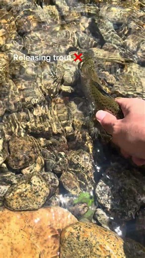 Releasing Trout Sometimes Turns into Cooking them