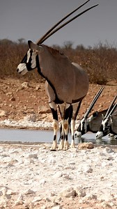 Namibia's National animal the Oryx. Etosha Namibia. #Oryx #wildlife #sonyalpha | Travel with Simon