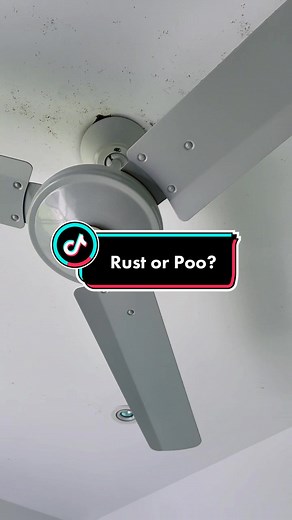 Dealing with a Cockroach Infestation: Transformation Cleaning