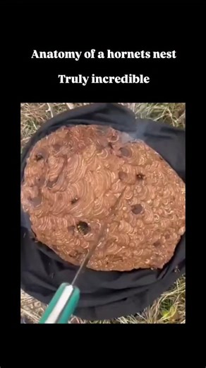 memer boy on Instagram: "The video depicts a careful dissection of a live bald-faced hornet nest (Dolichovespula maculata), revealing its papery envelope and multi-tiered hexagonal combs filled with white larvae and capped pupal cells, showcasing the precision of eusocial insect construction from chewed wood fibers. Hornet nests like this optimize internal conditions—maintaining 30-35°C and high humidity via worker ventilation—housing up to 700 individuals, as detailed in entomological research