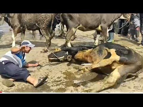 GREATEST GREAT COW COLLECTION 2021